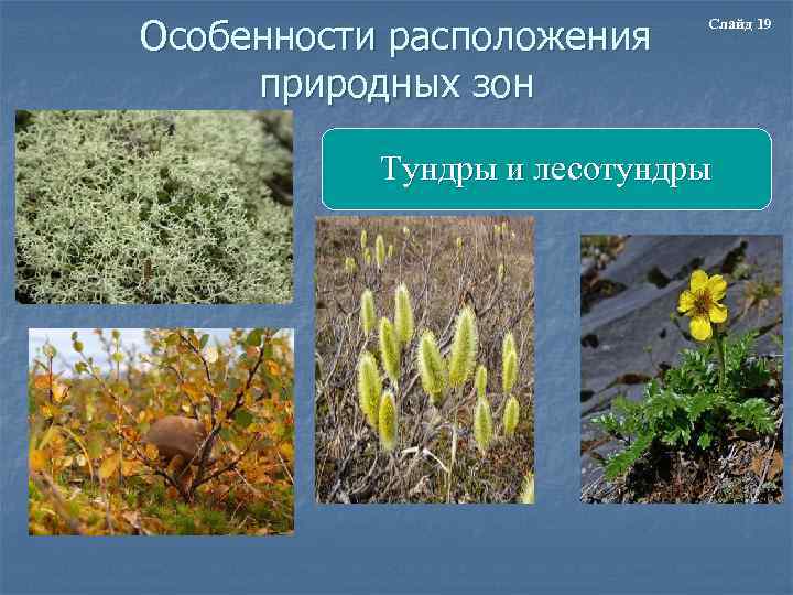 Особенности расположения природных зон Слайд 19 Тундры и лесотундры 