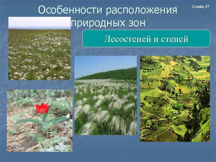 Особенности расположения природных зон Лесостепей и степей Слайд 17 
