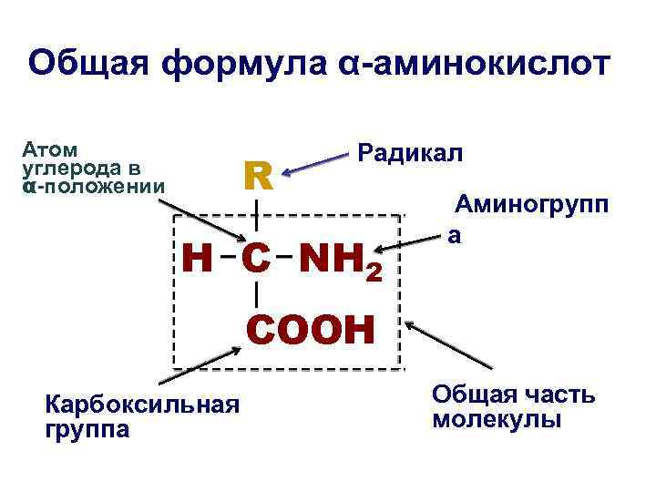 Общая формула α-аминокислот Атом углерода в α-положении R Радикал H C NH 2 Аминогрупп