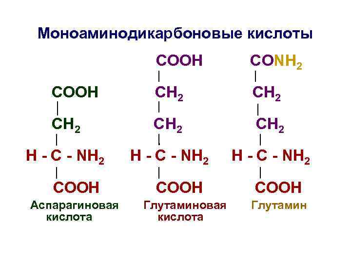 Моноаминодикарбоновые кислоты СООН СОNH 2 СООН СН 2 СH 2 СН 2 H -