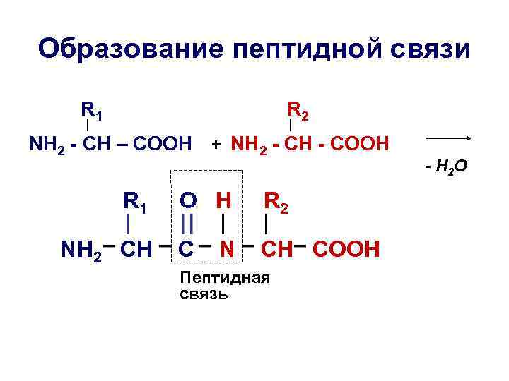 Образование пептидной связи R 1 R 2 NH 2 - CH – COOH +