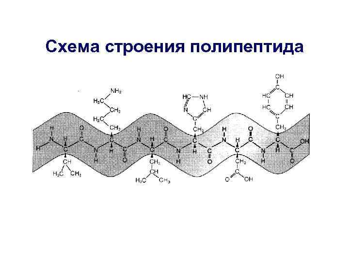 Схема строения полипептида 