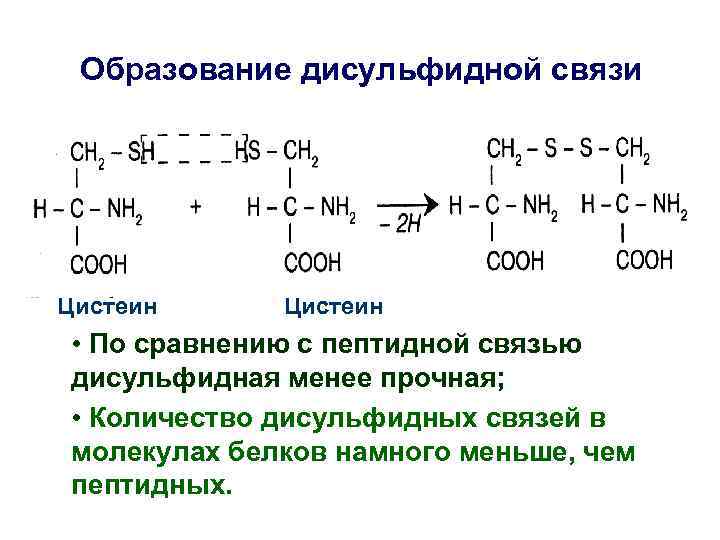 Образование дисульфидной связи Цистеин • По сравнению с пептидной связью дисульфидная менее прочная; •