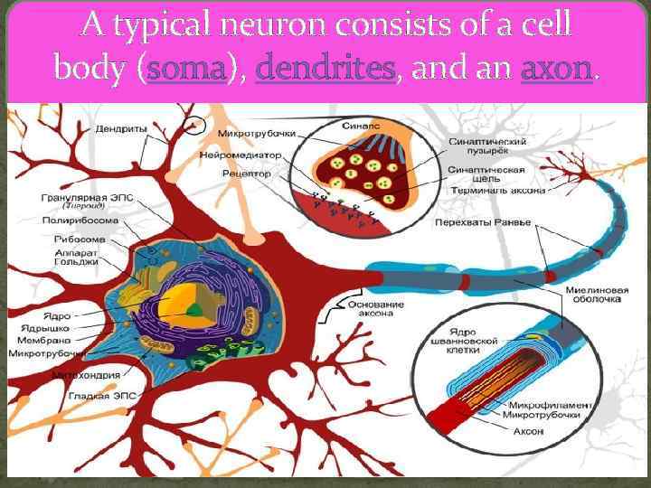 A typical neuron consists of a cell body (soma), dendrites, and an axon. 