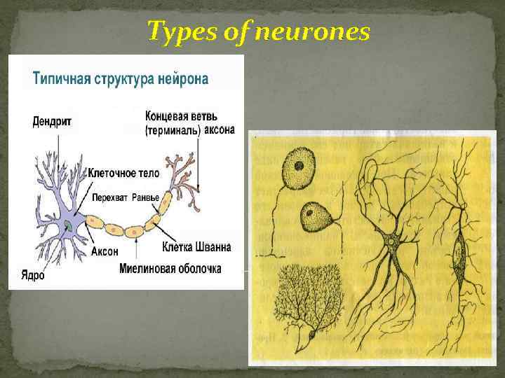 Types of neurones 