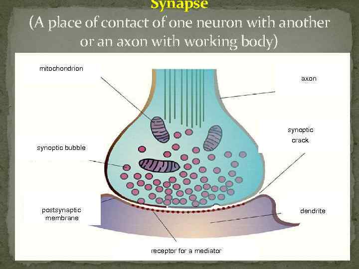 Synapse (A place of contact of one neuron with another or an axon with