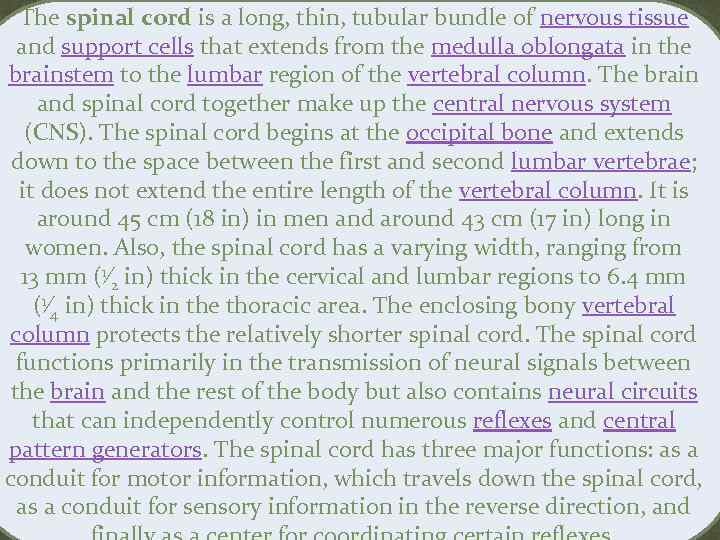 The spinal cord is a long, thin, tubular bundle of nervous tissue and support