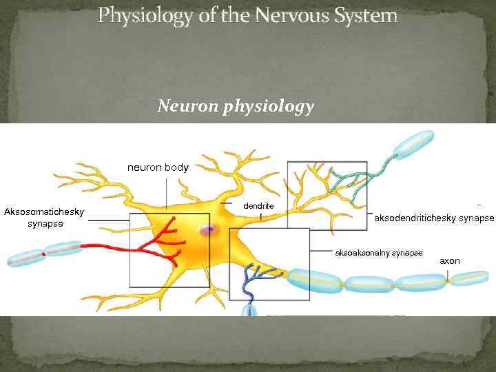 Physiology of the Nervous System Neuron physiology neuron body Aksosomatichesky synapse dendrite aksodendritichesky synapse