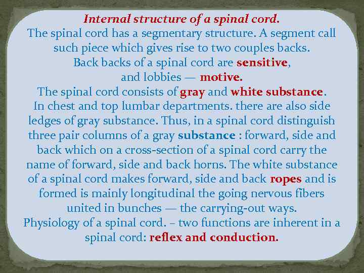 Internal structure of a spinal cord. The spinal cord has a segmentary structure. A