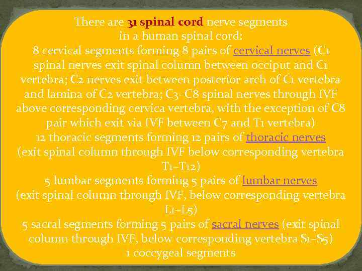 There are 31 spinal cord nerve segments in a human spinal cord: 8 cervical