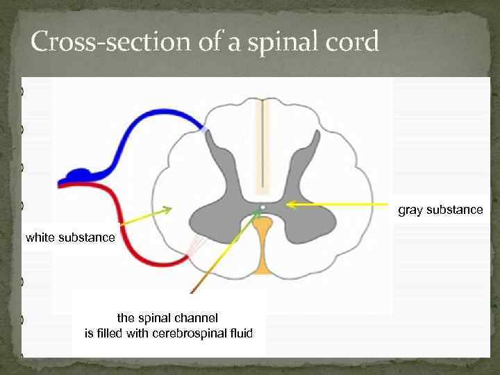 Cross-section of a spinal cord gray substance white substance the spinal channel is filled