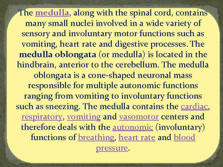 The medulla, along with the spinal cord, contains many small nuclei involved in a