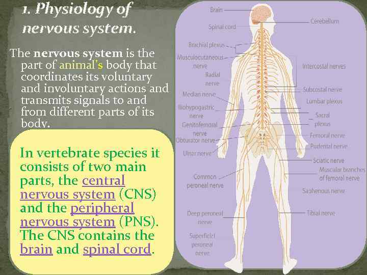 1. Physiology of nervous system. The nervous system is the part of animal's body