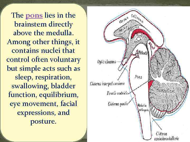 The pons lies in the brainstem directly above the medulla. Among other things, it