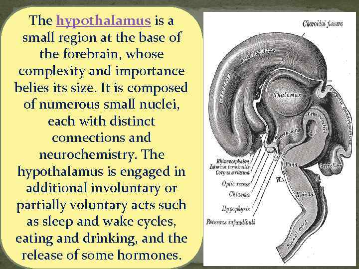 The hypothalamus is a small region at the base of the forebrain, whose complexity