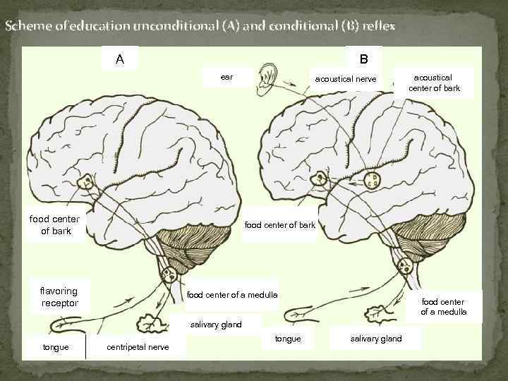 Scheme of education unconditional (A) and conditional (B) reflex А B ear food center