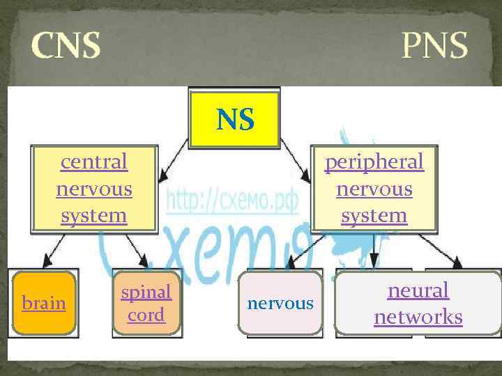 CNS PNS NS central nervous system brain spinal cord peripheral nervous system nervous neural