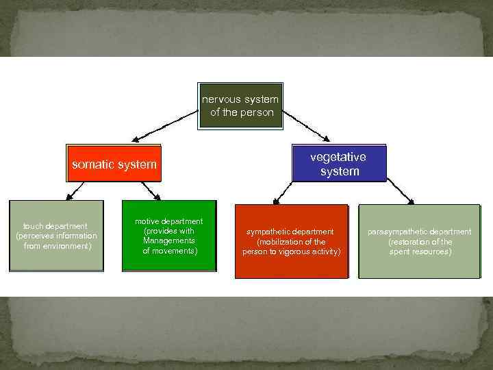 nervous system of the person somatic system touch department (perceives information from environment) motive