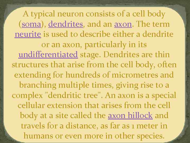 A typical neuron consists of a cell body (soma), dendrites, and an axon. The