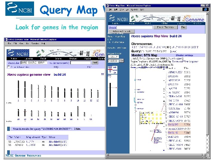 Query Map Viewer Look for genes in the region NCBI Genome Resources 