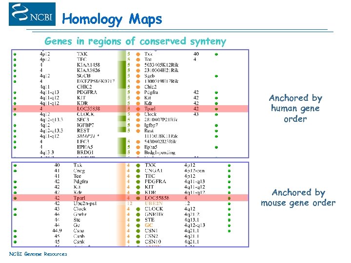 Homology Maps Genes in regions of conserved synteny Anchored by human gene order Anchored