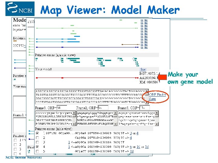 Map Viewer: Model Maker Make your own gene model NCBI Genome Resources 