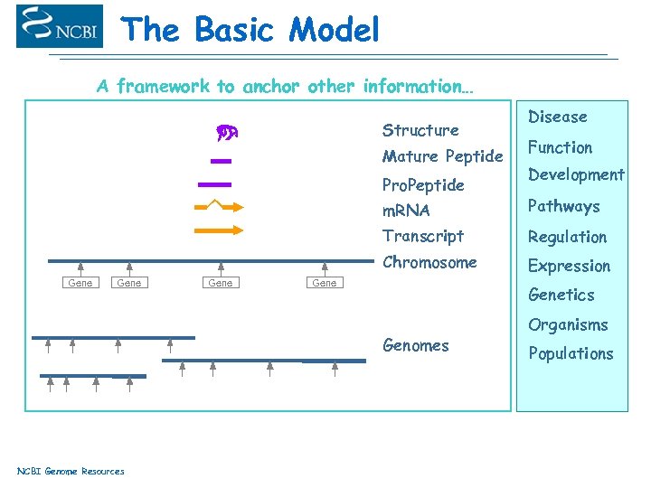 The Basic Model A framework to anchor other information… Structure Mature Peptide Pro. Peptide