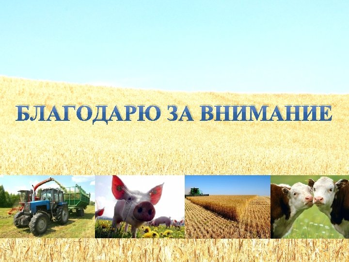 БЛАГОДАРЮ ЗА ВНИМАНИЕ 14 