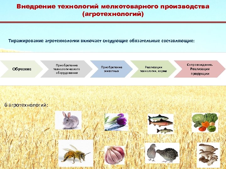 Внедрение технологий мелкотоварного производства (агротехнологий) Тиражирование агротехнологии включает следующие обязательные составляющие: Обучение 6 агротехнологий: