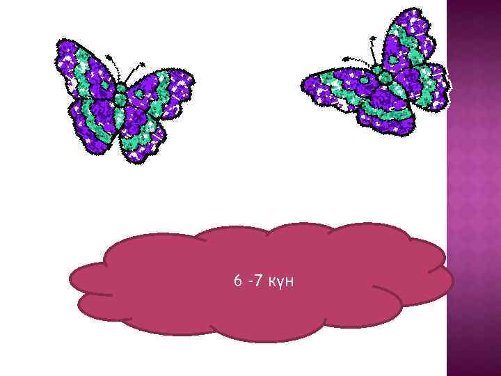 6 -7 күн 