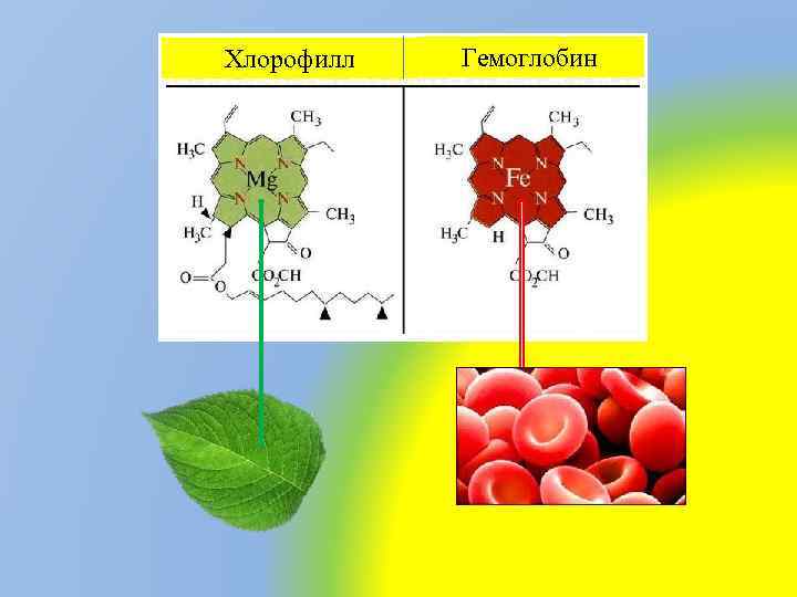 Хлорофилл Гемоглобин 