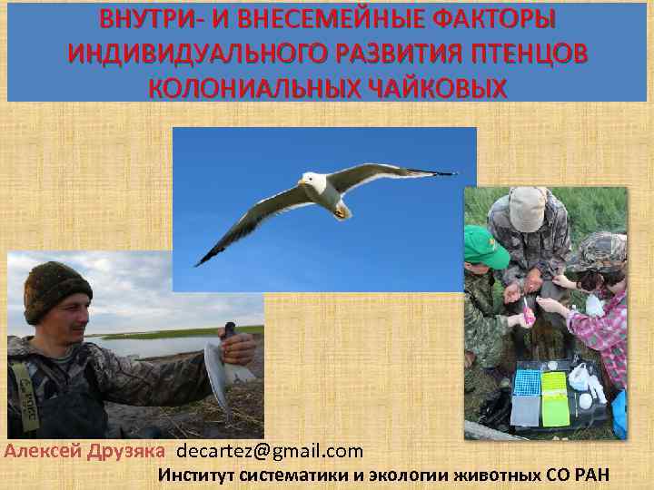 ВНУТРИ- И ВНЕСЕМЕЙНЫЕ ФАКТОРЫ ИНДИВИДУАЛЬНОГО РАЗВИТИЯ ПТЕНЦОВ КОЛОНИАЛЬНЫХ ЧАЙКОВЫХ Алексей Друзяка decartez@gmail. com Институт