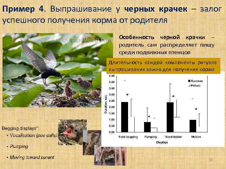 Пример 4. Выпрашивание у черных крачек – залог успешного получения корма от родителя Особенность