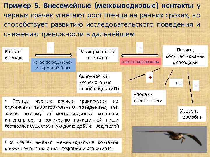Пример 5. Внесемейные (межвыводковые) контакты у черных крачек угнетают рост птенца на ранних сроках,