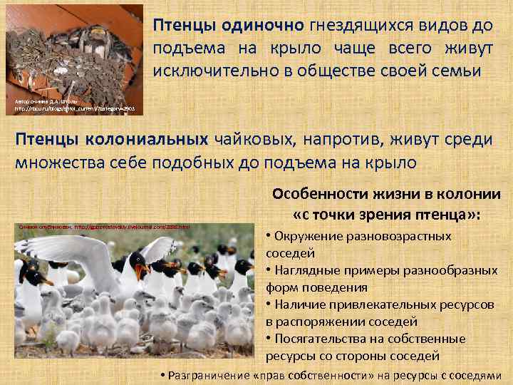 Птенцы одиночно гнездящихся видов до подъема на крыло чаще всего живут исключительно в обществе