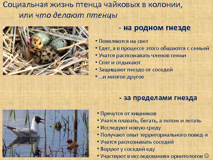 Социальная жизнь птенца чайковых в колонии, или что делают птенцы - на родном гнезде