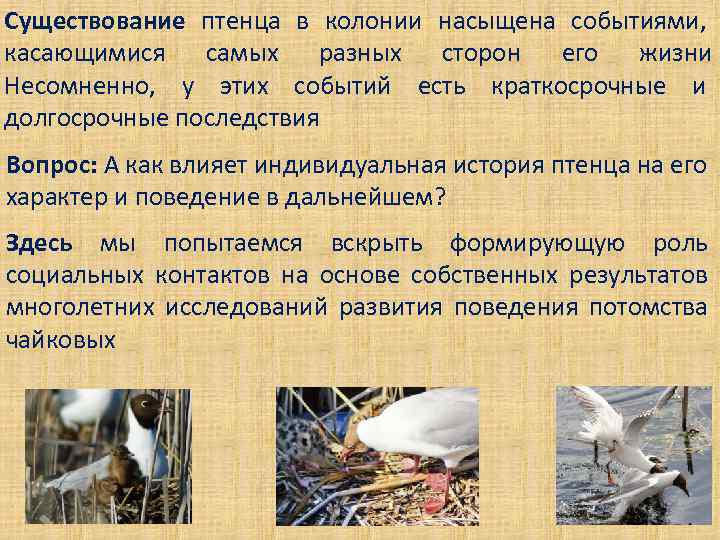 Существование птенца в колонии насыщена событиями, касающимися самых разных сторон его жизни Несомненно, у