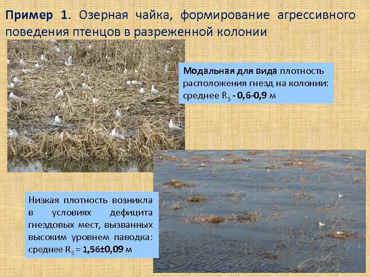 Пример 1. Озерная чайка, формирование агрессивного поведения птенцов в разреженной колонии Модальная для вида