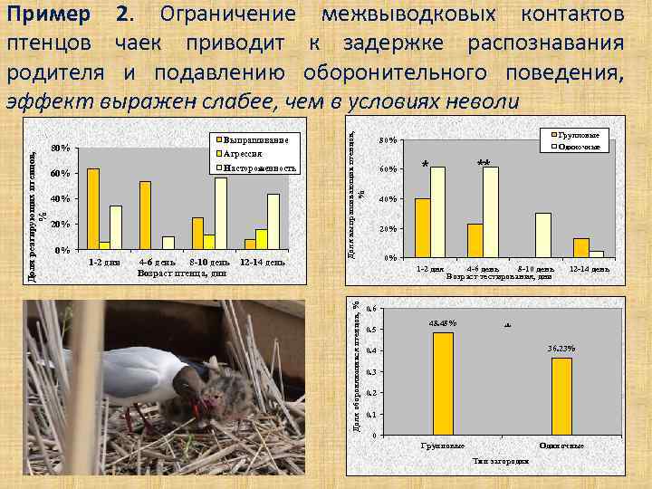 80% Агрессия Настороженность 60% 40% 20% 0% 1 -2 дня 4 -6 день 8
