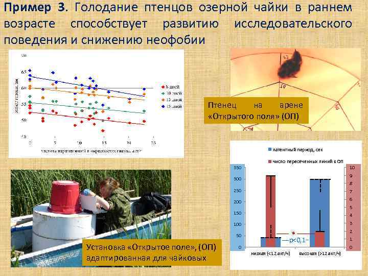 Пример 3. Голодание птенцов озерной чайки в раннем возрасте способствует развитию исследовательского поведения и