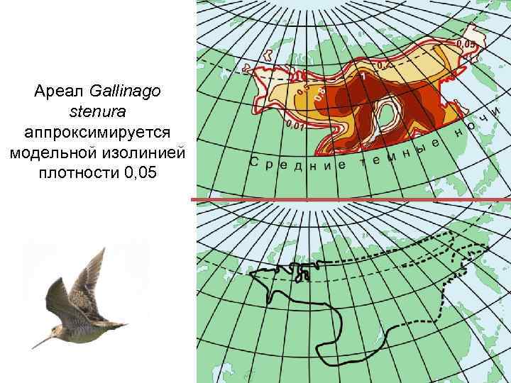 Ареал Gallinago stenura аппроксимируется модельной изолинией плотности 0, 05 7 