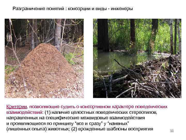 Разграничение понятий : консорции и виды - инженеры Критерии, позволяющие судить о консортивном характере