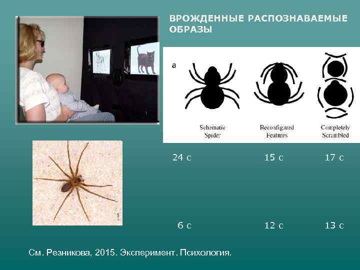 ВРОЖДЕННЫЕ РАСПОЗНАВАЕМЫЕ ОБРАЗЫ 24 с 15 с 17 с 6 с 12 с 13