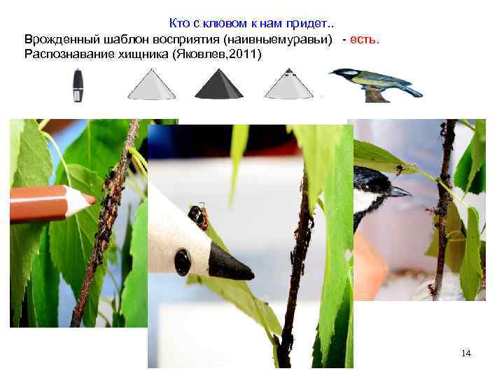 Кто с клювом к нам придет. . Врожденный шаблон восприятия (наивныемуравьи) - есть. Распознавание