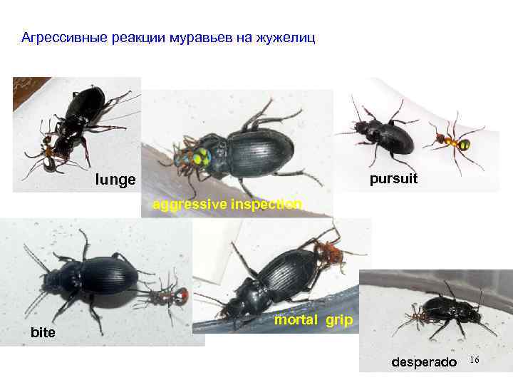 Агрессивные реакции муравьев на жужелиц pursuit lunge aggressive inspection bite mortal grip desperado 16