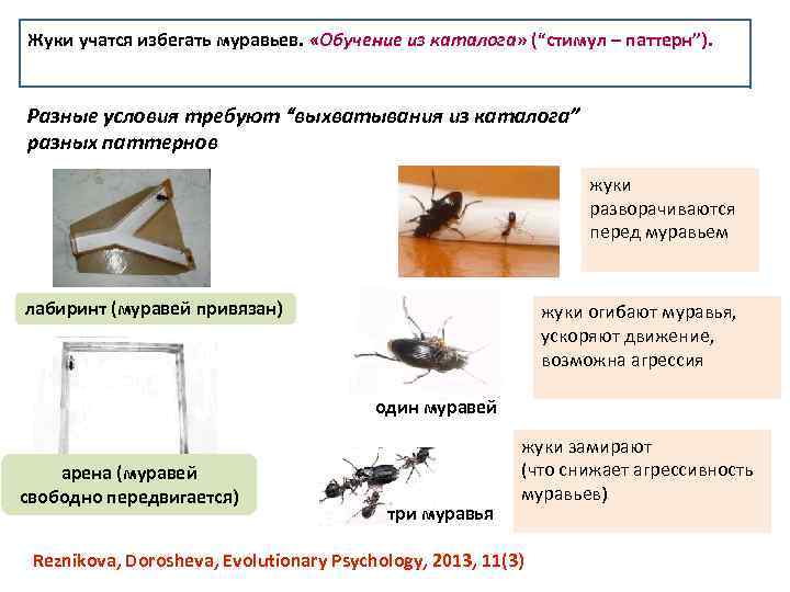 Жуки учатся избегать муравьев. «Обучение из каталога» (“стимул – паттерн”). Разные условия требуют “выхватывания