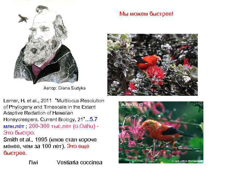 Мы можем быстрее! Автор: Diana Sudyka Lerner, H. et al. , 2011 “Multilocus Resolution