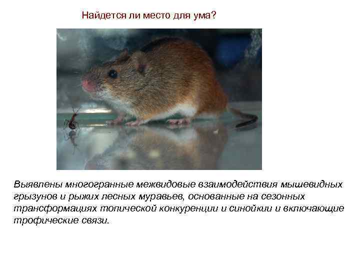 Найдется ли место для ума? Выявлены многогранные межвидовые взаимодействия мышевидных грызунов и рыжих лесных