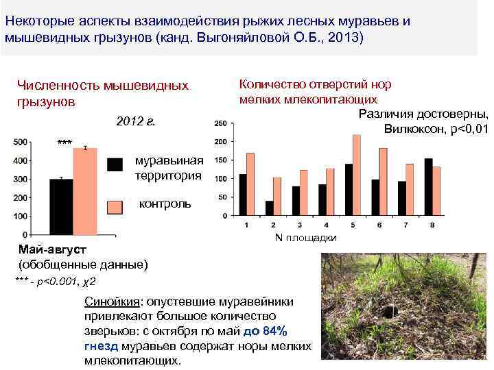 Некоторые аспекты взаимодействия рыжих лесных муравьев и мышевидных грызунов (канд. Выгоняйловой О. Б. ,
