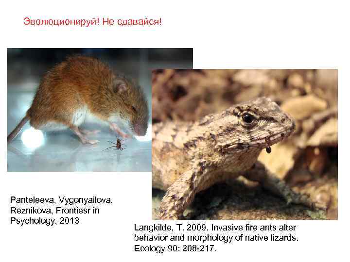 Эволюционируй! Не сдавайся! Panteleeva, Vygonyailova, Reznikova, Frontiesr in Psychology, 2013 Langkilde, T. 2009. Invasive